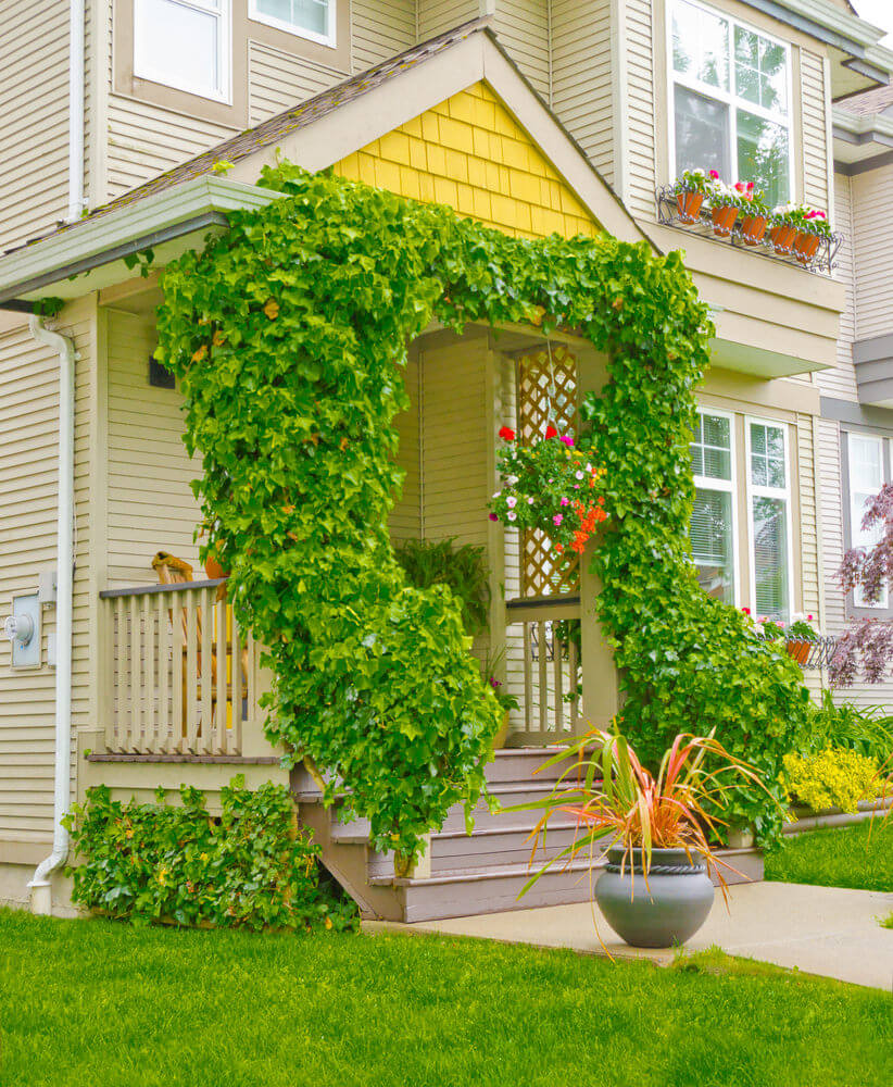 野生的绿色藤蔓看起来更实用，因为它装饰了这座简单的房子的立面。
