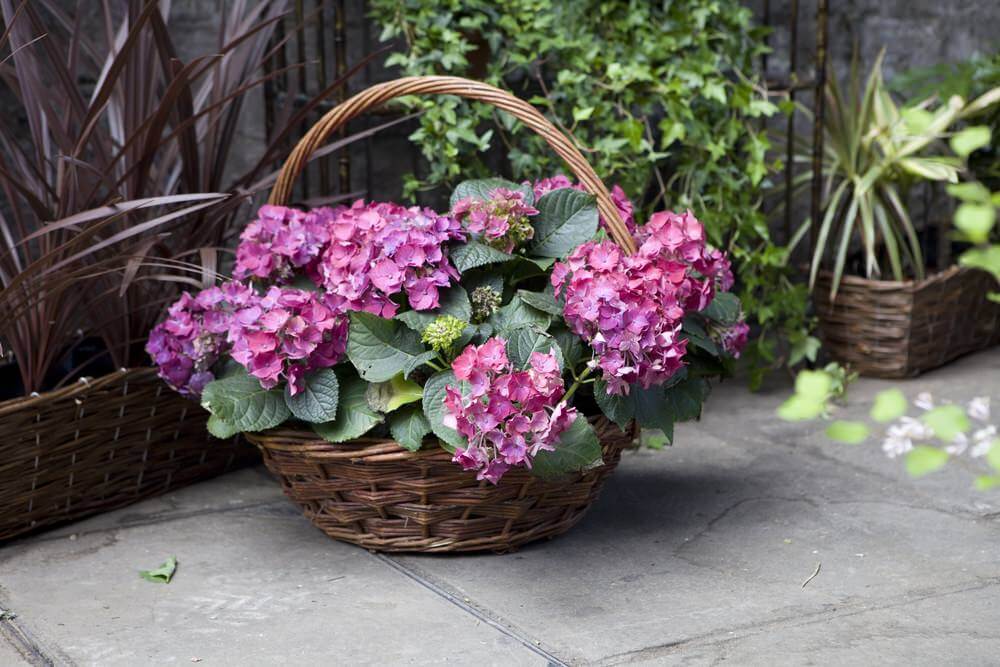 用一个装有绣球花的篮子，模仿欧洲婚礼上卖花的女孩或花商使用的花篮。