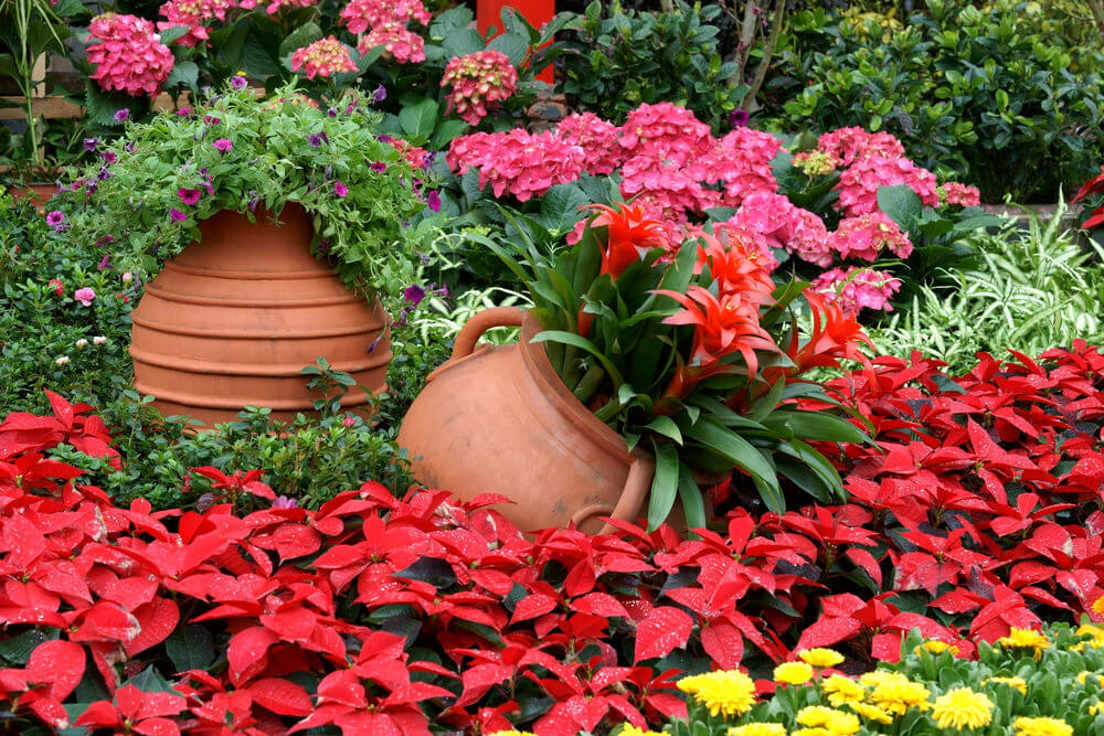如果你的花园大部分都是红色、黄色和橙色的花，最好用粉红色的绣球花来突出它，以平衡你的花的阴影。