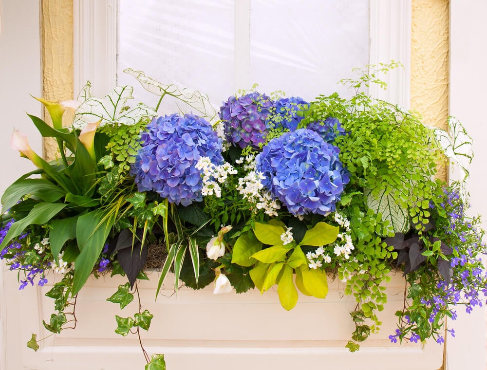 布置你的悬挂花瓶或迷你花园，类似于礼品盒或礼品篮的设计。在这种情况下，多叶植物作为华丽的包装，而绣球花作为礼物脱颖而出。