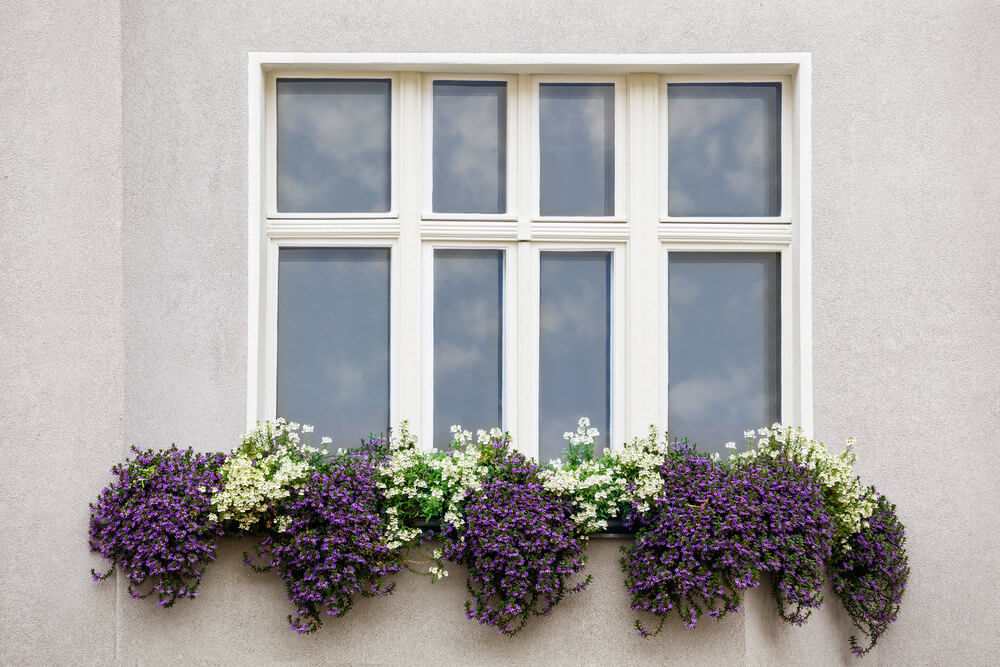 窗下的花盒，紫色和白色花朵的重复图案。再说一次，我真的很喜欢重复花盒的技巧。