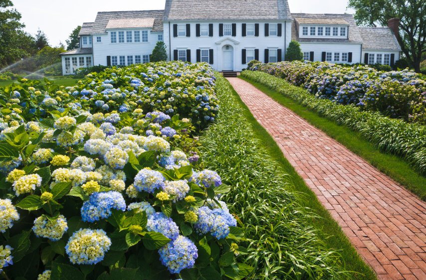 通往白色大宅的砖砌走道，两旁长排蓝色和黄色的绣球花。