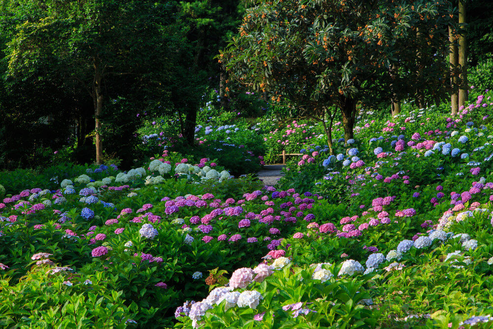 大片的绣球花。通常绣球花被种植在一排，如沿着房子的一侧或一个长栅栏。