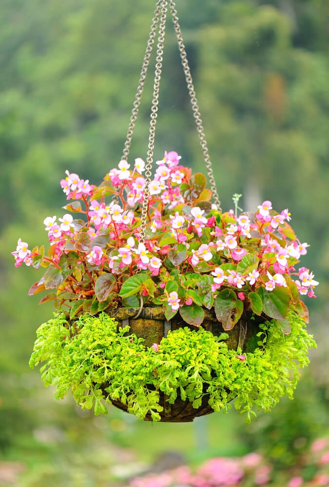 另一个花篮的例子，绿色植物从悬挂的花盆中生长。