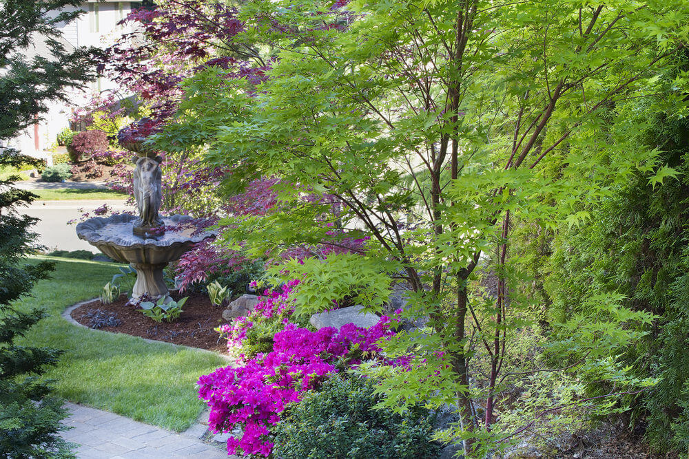 小枫树旁边是矮牵牛花灌木，远处是一座以维纳斯为灵感的喷泉。
