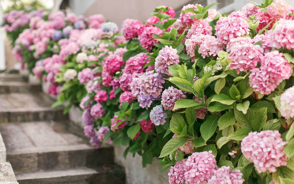 亮粉色和软粉色的绣球花沿着台阶和走道。