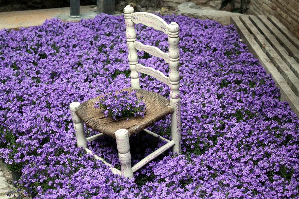 我喜欢这张花毯，在花海中间，椅子充当花架。