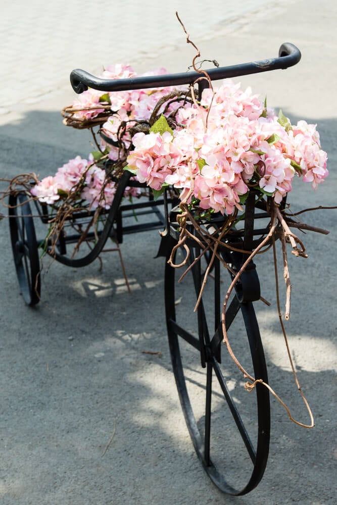 古董三轮车满载着美丽的粉红色花朵。
