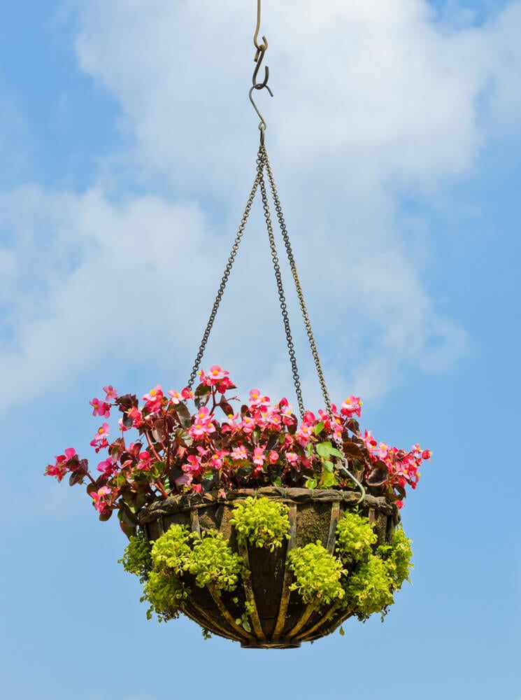 31日hanging-basket-flowers