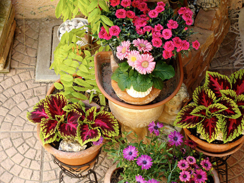 自上而下的观点，盆栽植物和花卉在花盆抬高在铁锅架。