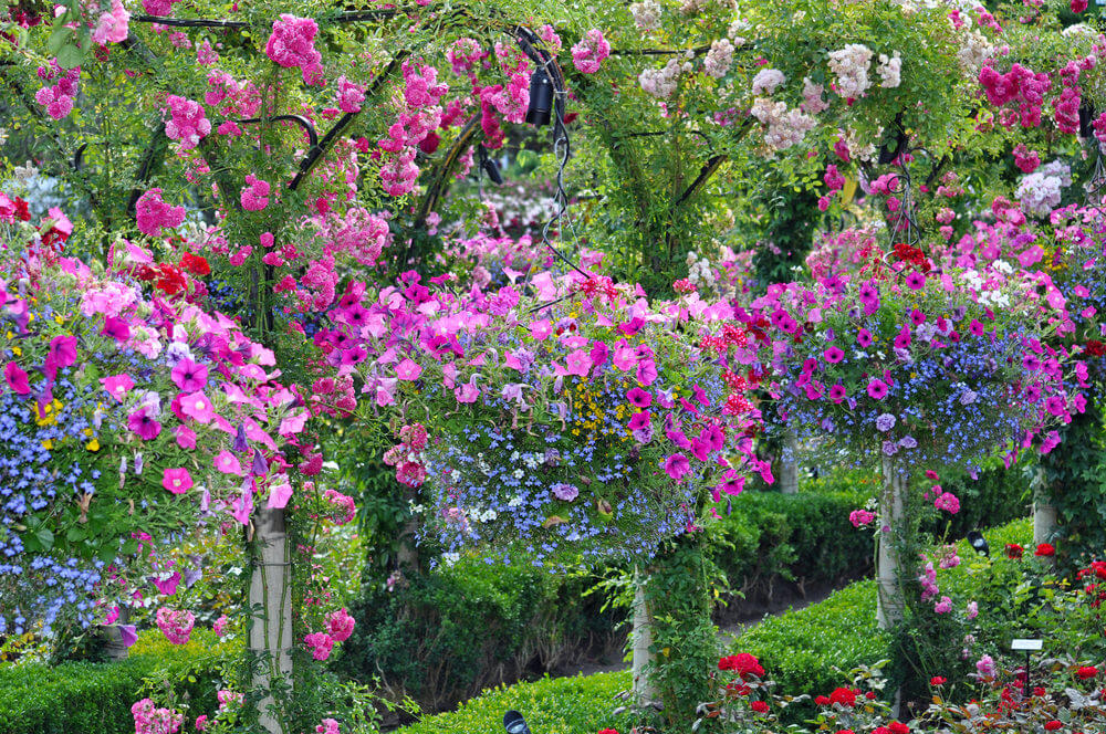一个大花园，在大花园中间的树上挂着一系列令人难以置信的花朵。