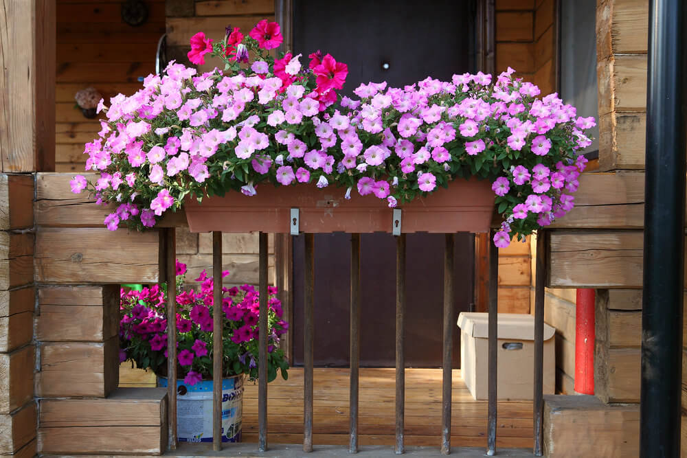 在一个乡村住宅的小阳台的栏杆上放着一个花盒，里面放满了粉红色和紫红色的花。