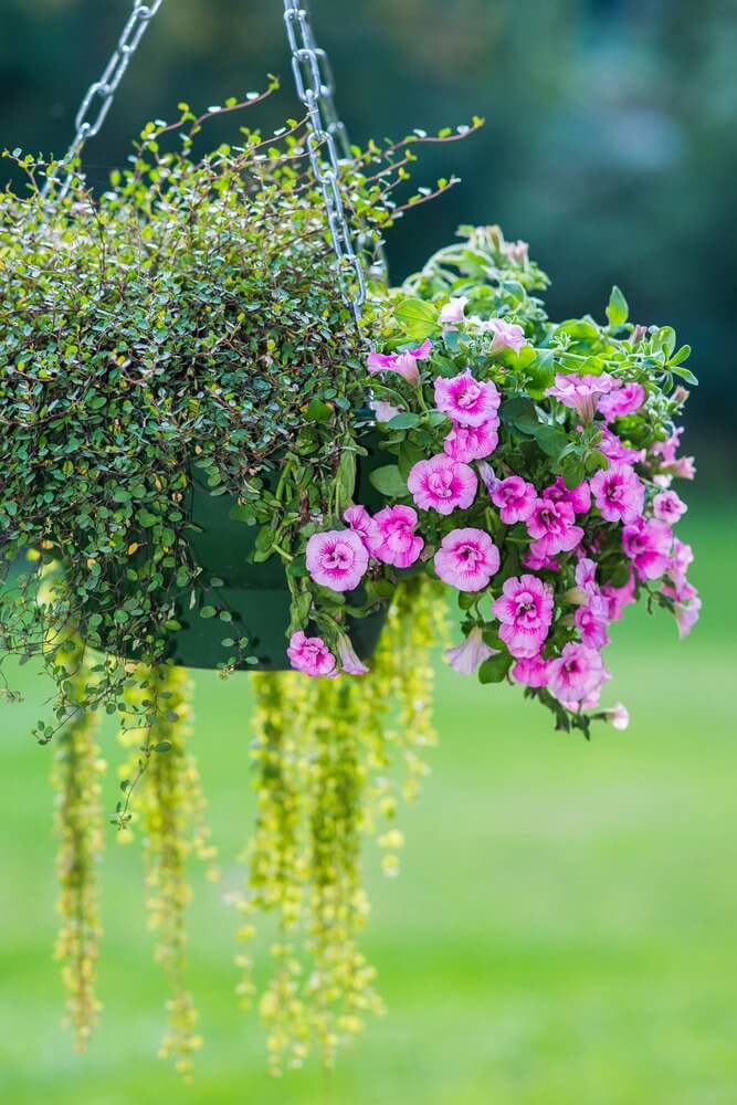 一个悬挂花篮的例子，是一个组合的花和植物。
