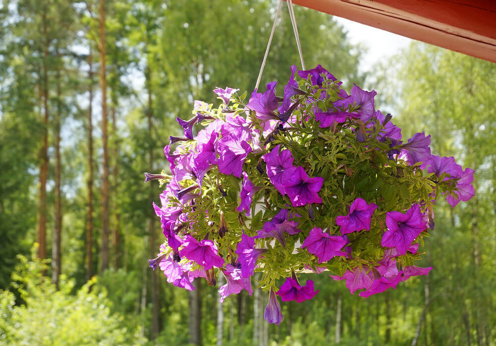 漂亮的全紫花挂篮。