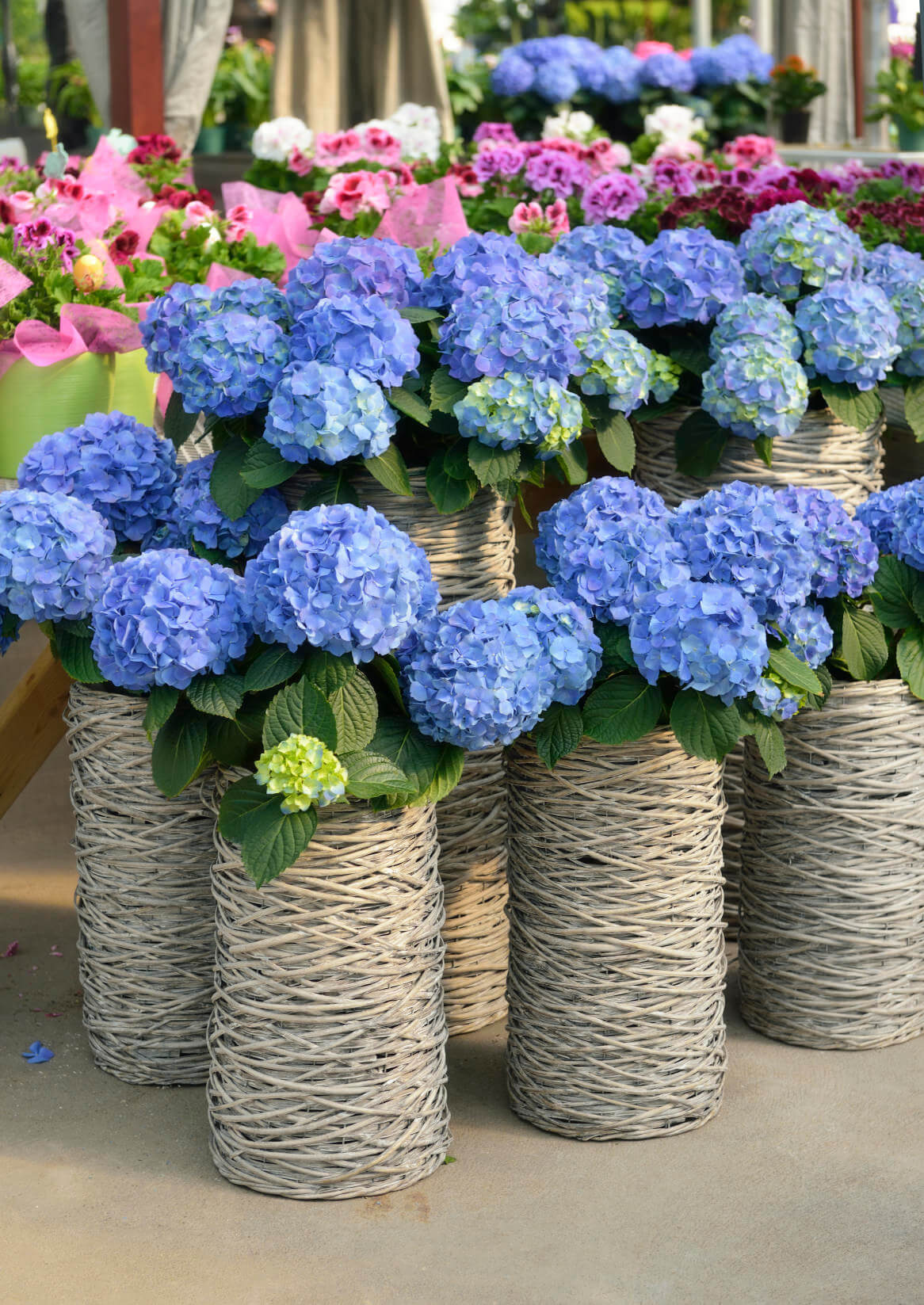 用柳条或编织的高花瓶，让你的花园感受一下日本卖绣球花的花市。确保你使用相同的颜色和混合使用这种安排。