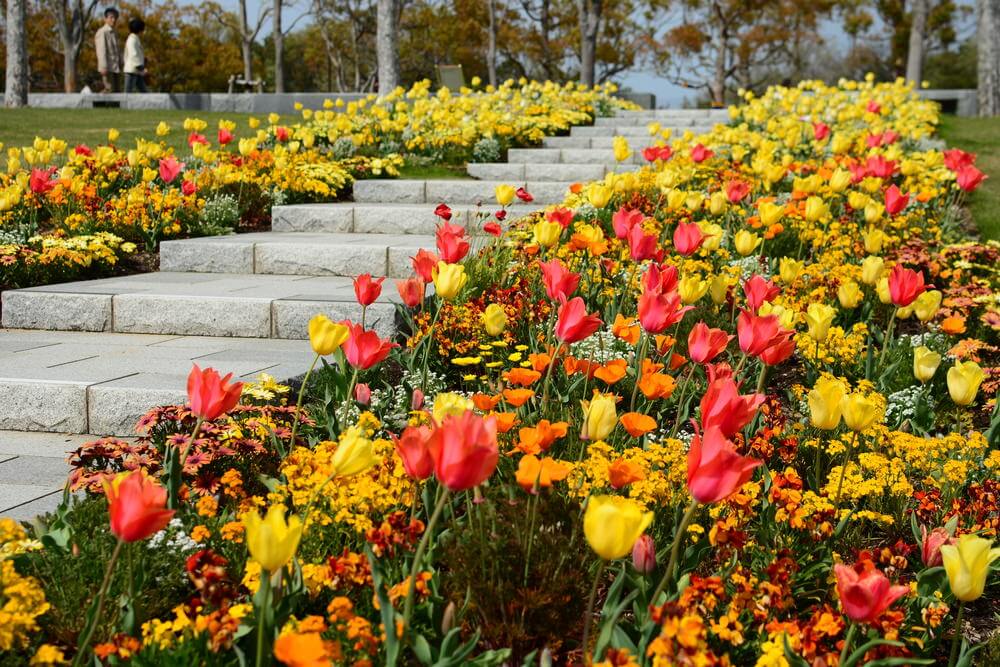 这些石头花园台阶坐落在美丽的郁金香花坛和多年生花卉之间，颜色有黄色、橙色、粉红色和红色。