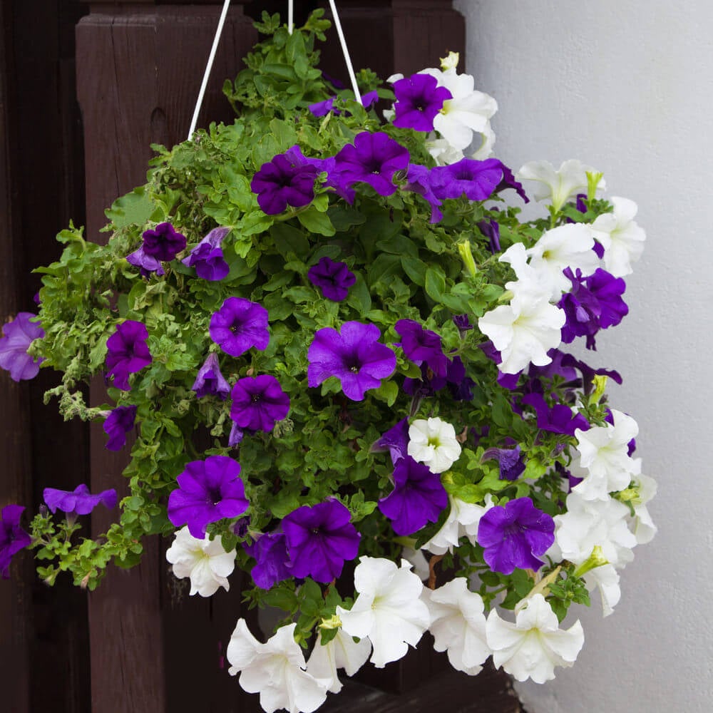 紫色和白色的插花和挂篮的照片。