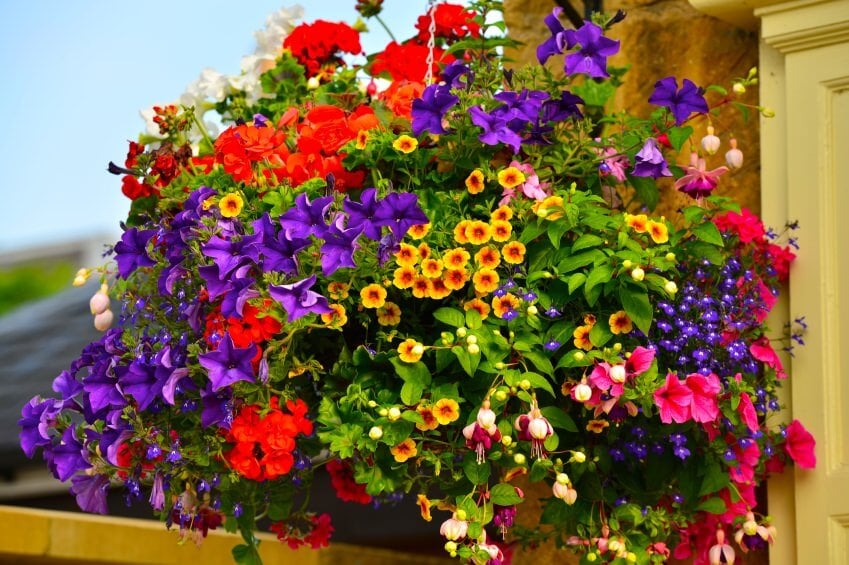 一个巨大的吊篮，里面装满了各种各样的花，满到你甚至看不见篮子，鲜花垂下来，形成了一个由紫色、红色、黄色、橙色、粉色和绿色组成的大吊篮。