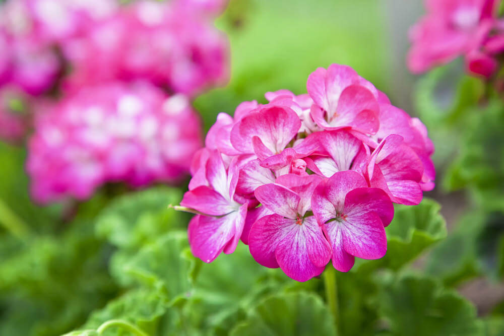 粉红色的天竺葵花的特写。