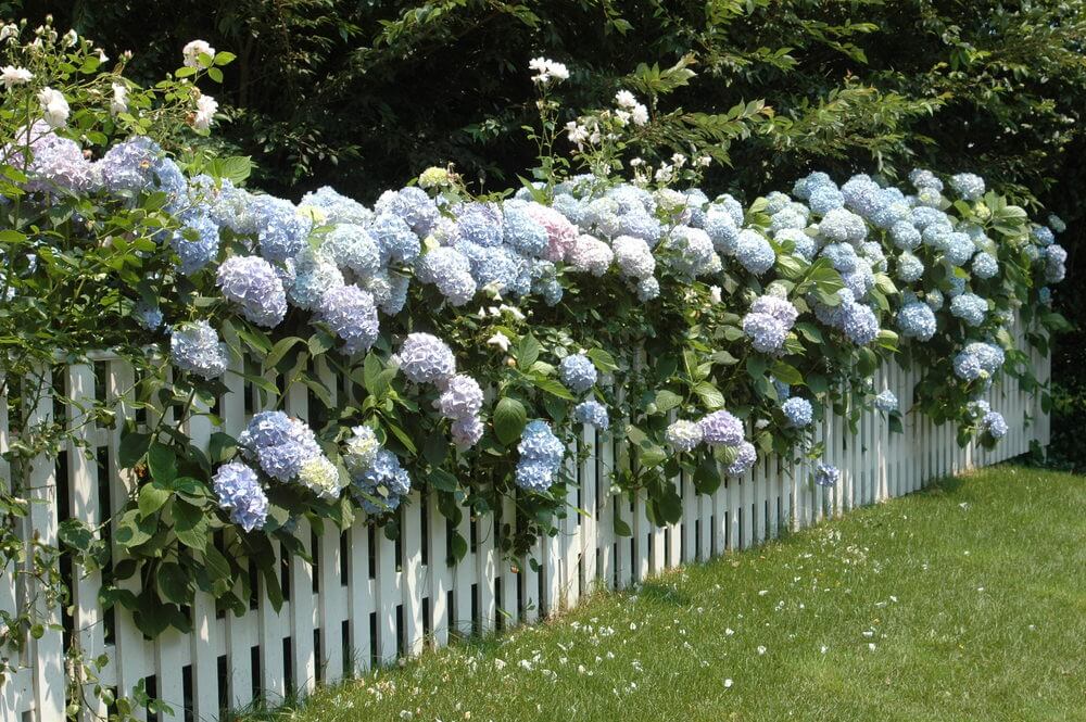 柔和的彩色绣球花沿着顶端生长，抛出了一道白色的尖桩篱笆。