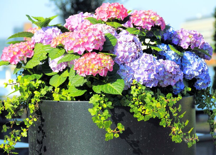 如果你使用的是黑色或深色的桶花瓶，最好是将浅蓝色、紫色和粉红色的绣球花与各种绿色植物混合，以强调颜色的混合。