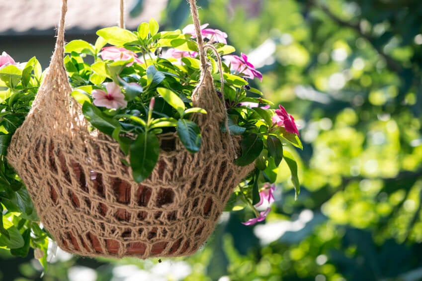 一个叶子茂密的挂篮，上面有粉红色的花，还有一个用编织的吊带吊着的陶罐。