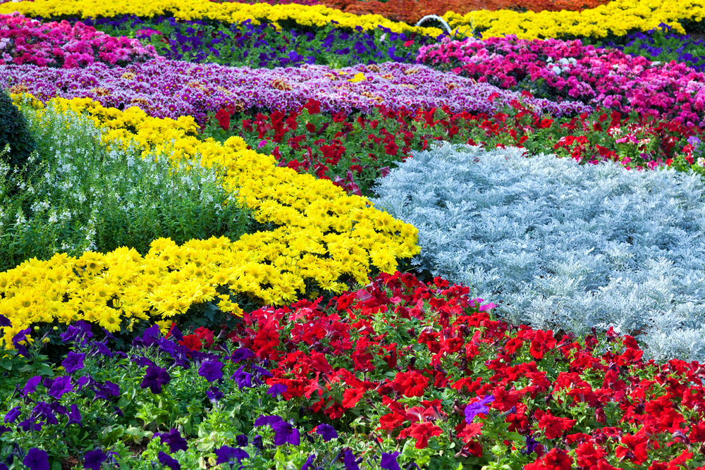 五彩缤纷的花朵超载了!花园里开满了红色、紫色、白色、蓝色和粉红色的花。这感觉就像想躺在一个彩色花朵的床上，通过你的灵魂闻到它们可爱的香气。