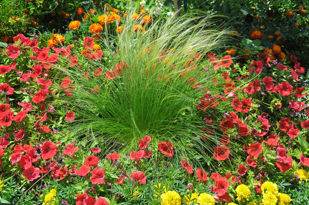 一株看起来很普通的草被红色、黄色和橙色的金盏花和矮牵牛花包围着，显得很有装饰性。