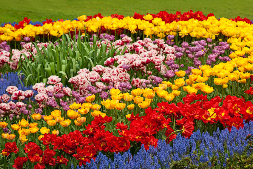 水仙花、郁金香和风信子开着亮红色、黄色、蓝色、粉红色和紫色的花。它们对称地排成一行，炫耀着自己的颜色和美丽。