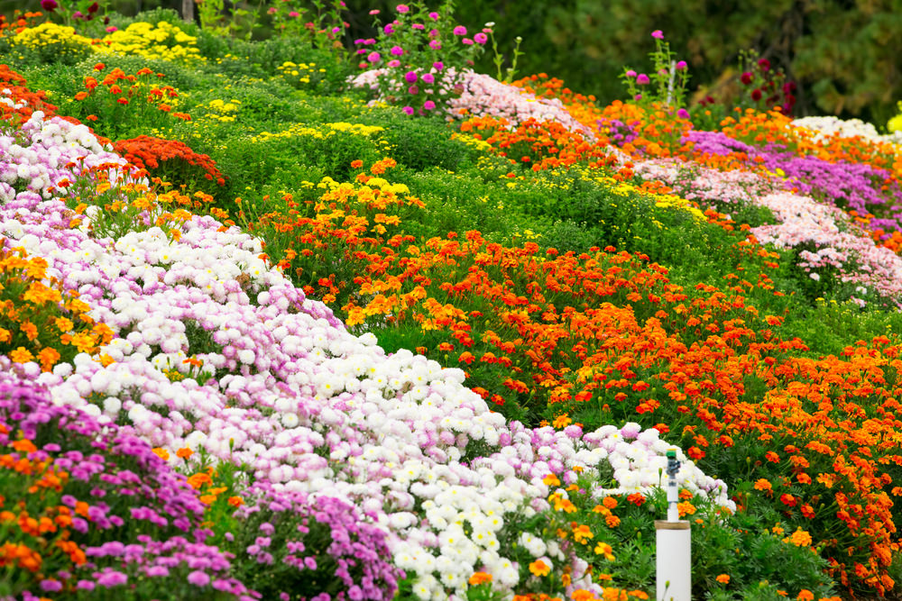 一群白色和紫色的菊花在山坡上茁壮地生长着，而橙色和黄色的金盏花也在炫耀着它们的花朵。