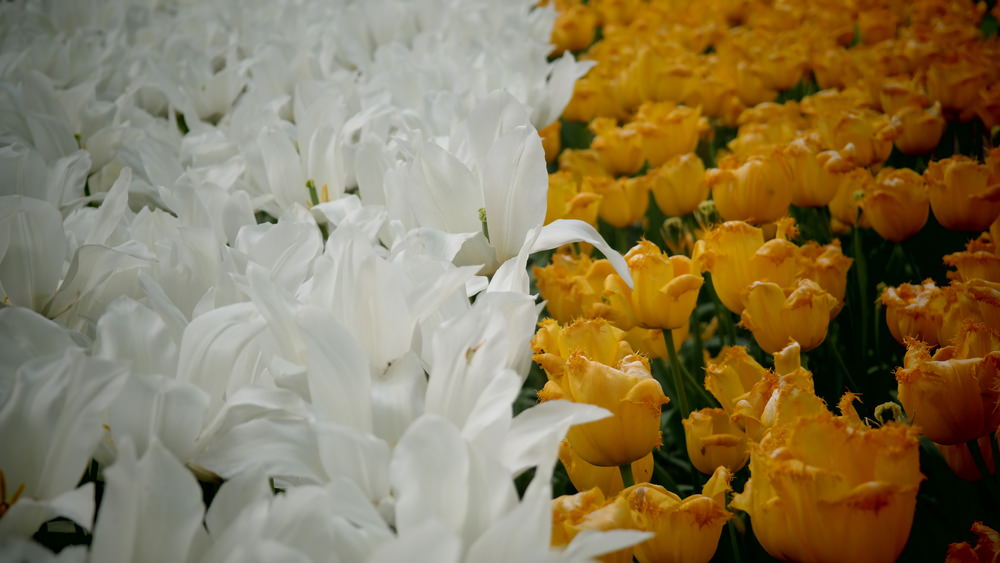 白色百合和黄色郁金香完美搭配。