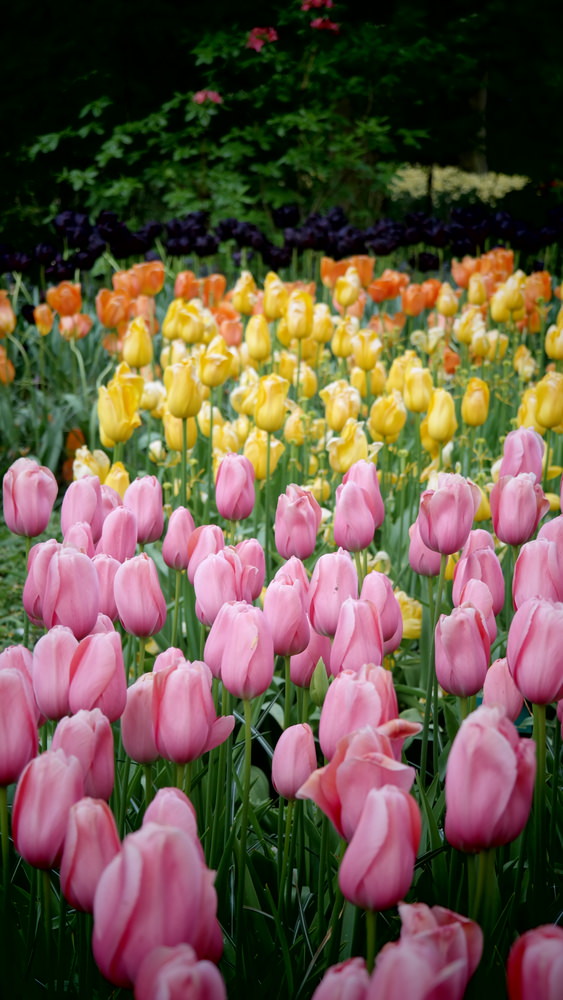 美丽的粉色、紫色、黄色和橙色郁金香根据自己的颜色分组种植。