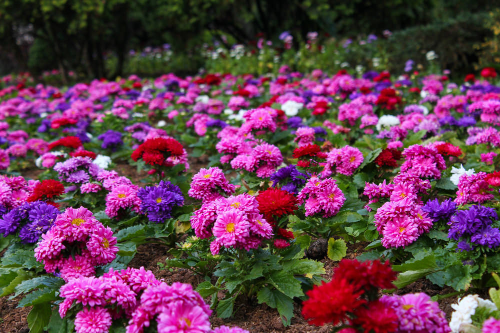 红色、紫色、白色和粉红色的菊花成对种植时，无疑是美丽迷人的。