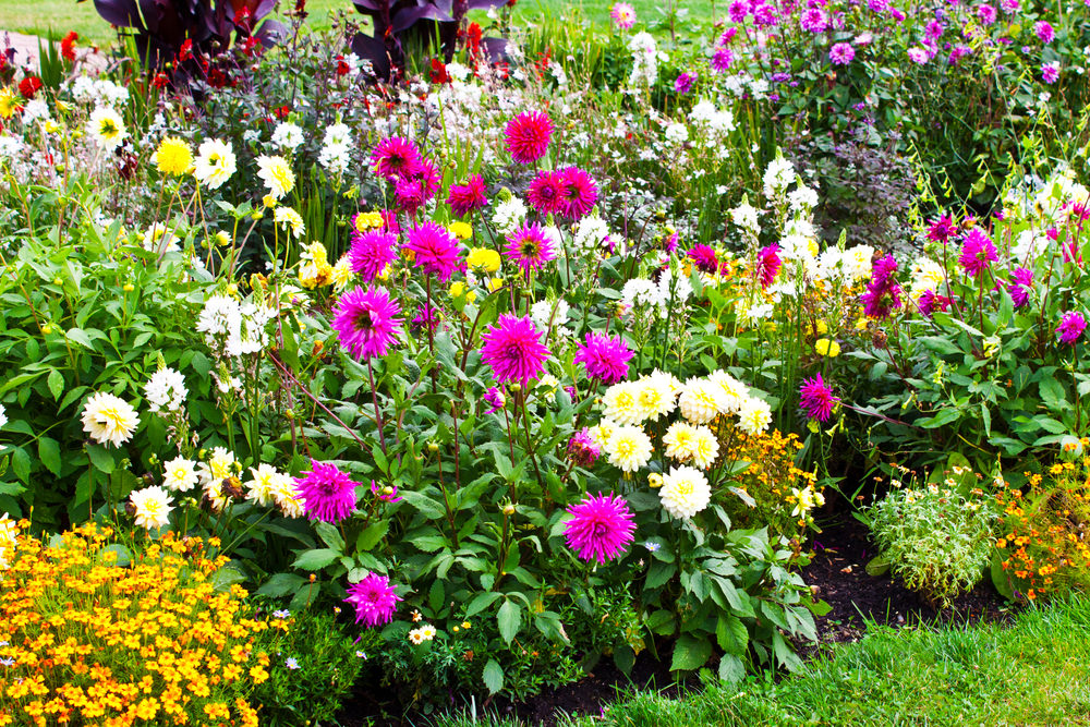 紫色和白色的雏菊也为你多彩的花园锦上添花。