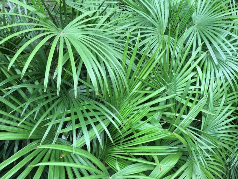 阔叶女棕榈(Rhapis excelsa)是一种无毒植物，所以在宠物周围种植它是安全的。保持植物的土壤全年湿润，但不要浸湿。直接的阳光会伤害叶子，所以要保持在间接阳光下。