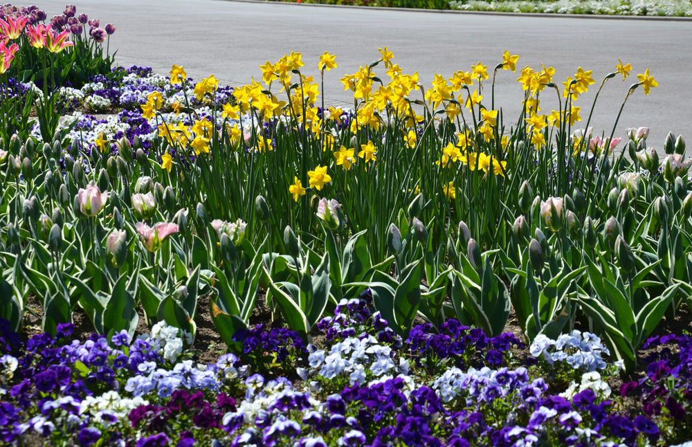 在湖边等待着的是一批批五颜六色的紫色、白色和黄色的水仙花和牵牛花。