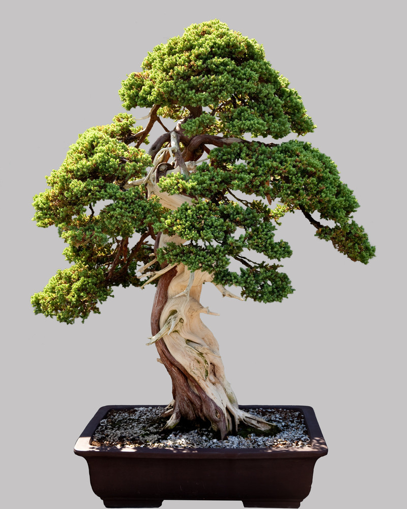 1-bonsai-tree