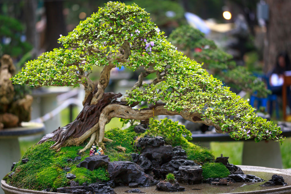 25-bonsai-tree