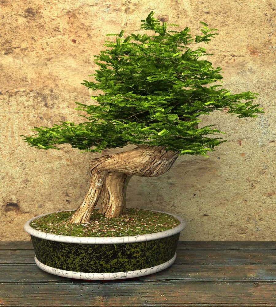 31-bonsai-tree