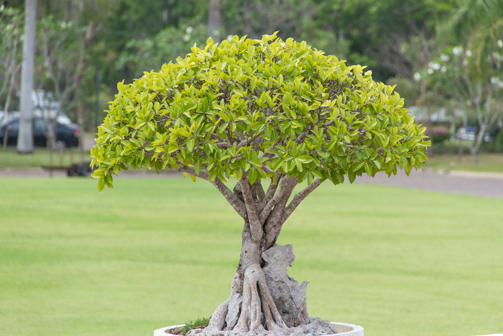 37-bonsai-tree