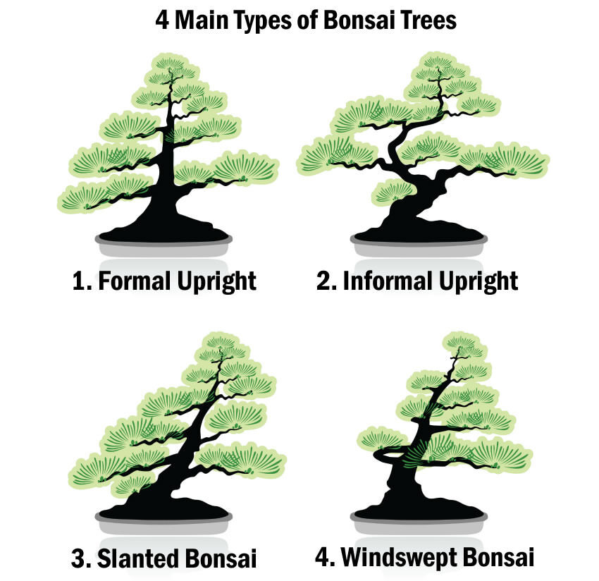 盆景树的主要类型