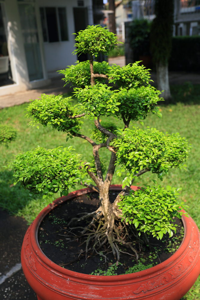 43-bonsai-tree