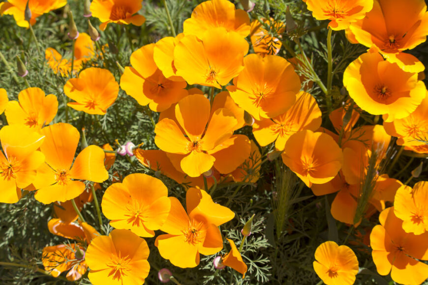 23-california-poppy_eschscholzia californica