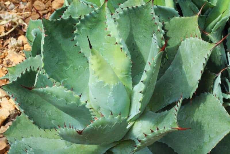 Parry's agave_Agave parryi