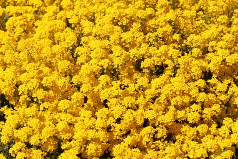 金篮-萨克森金黄aurinia saxatilis“金粉”
