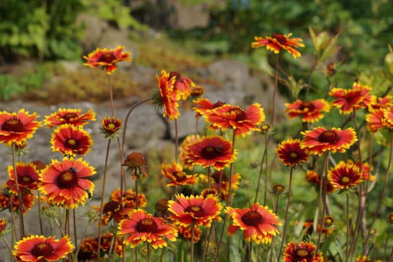 毯子flower_Gaillardia×大花蔷薇