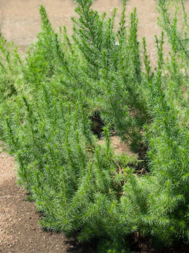 wormwood_Artemisia capillaris