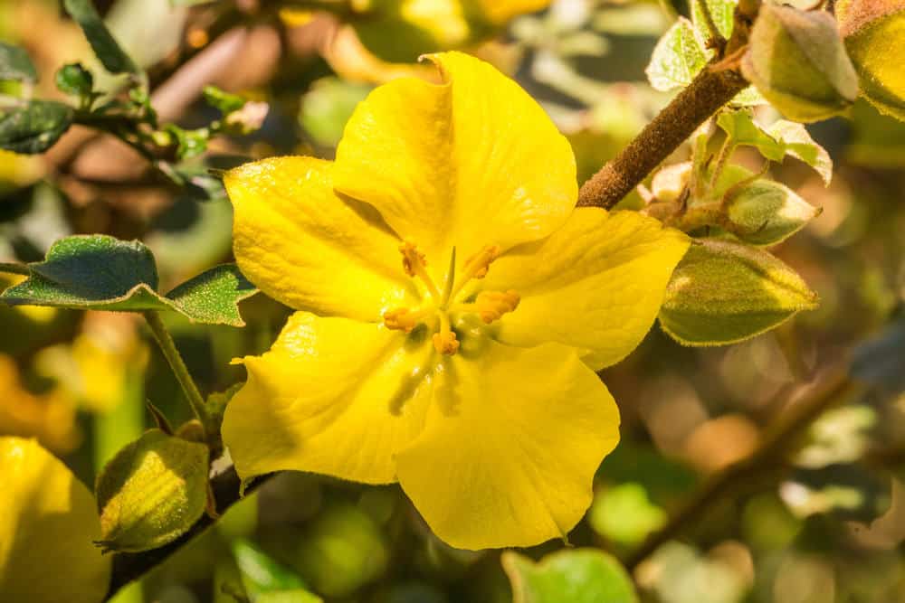 加利福尼亚的法兰绒灌木——加利福尼亚的fremontodendron——部分阳光和全部阳光
