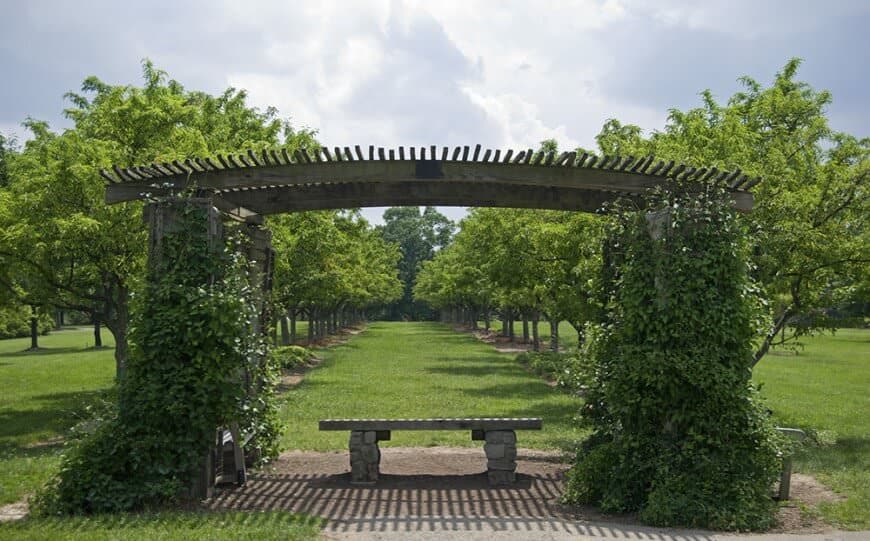 这绿廊看起来复古。乡村木材特性完成覆盖着厚厚的刷的葡萄。
