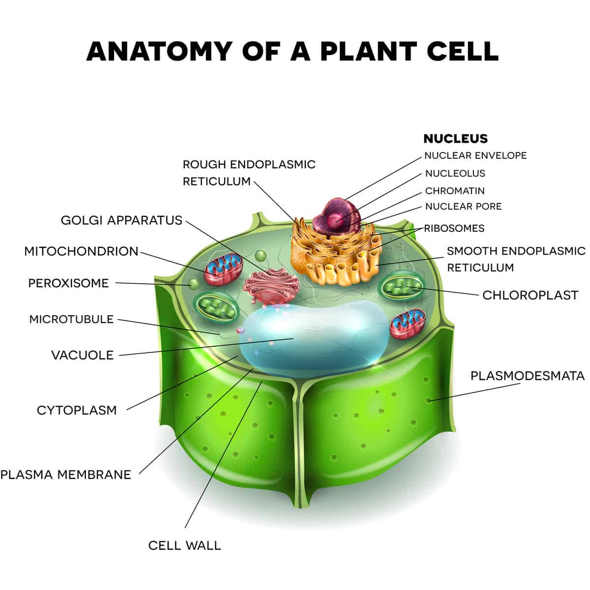 植物细胞的插图